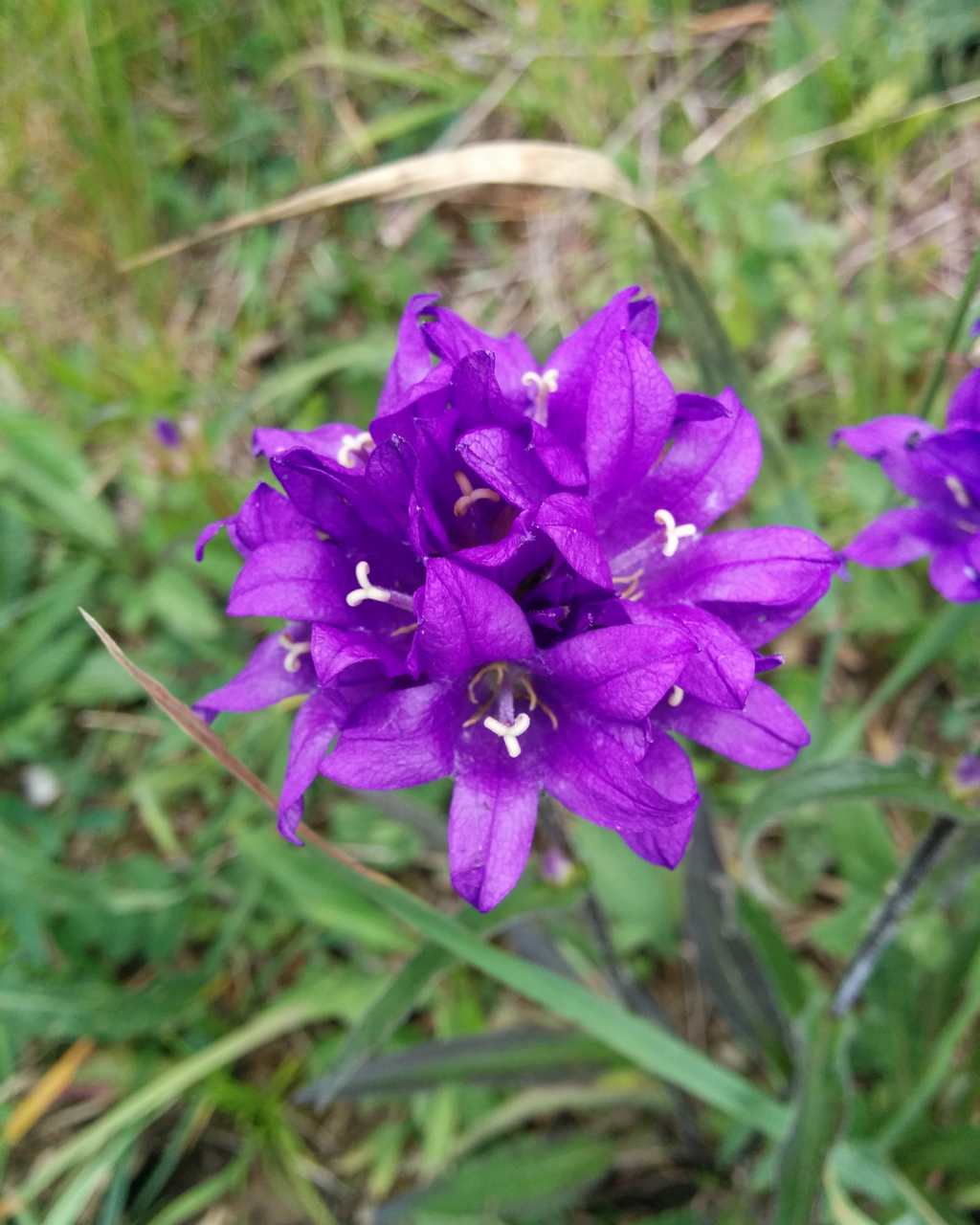 Campanula glomerata